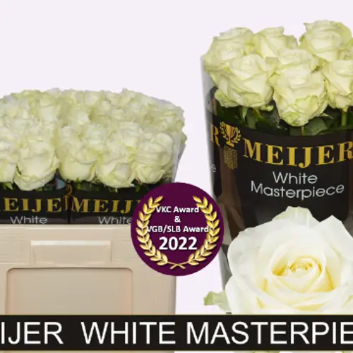 Rose creme/weiss Avalanche (Meijer) 50cm