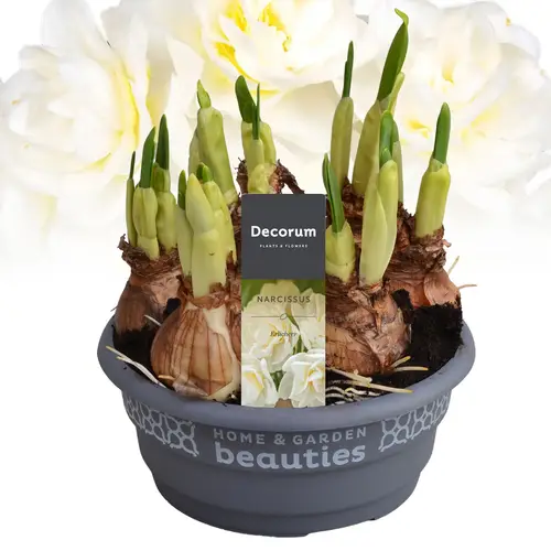 Narcis Erlicheer T16 H015