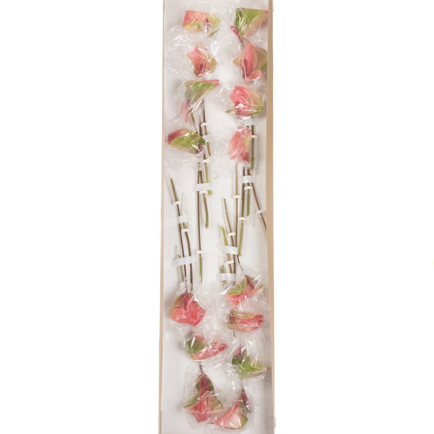 Anthurium rosa Summer Love Lovely Blüte 7cm