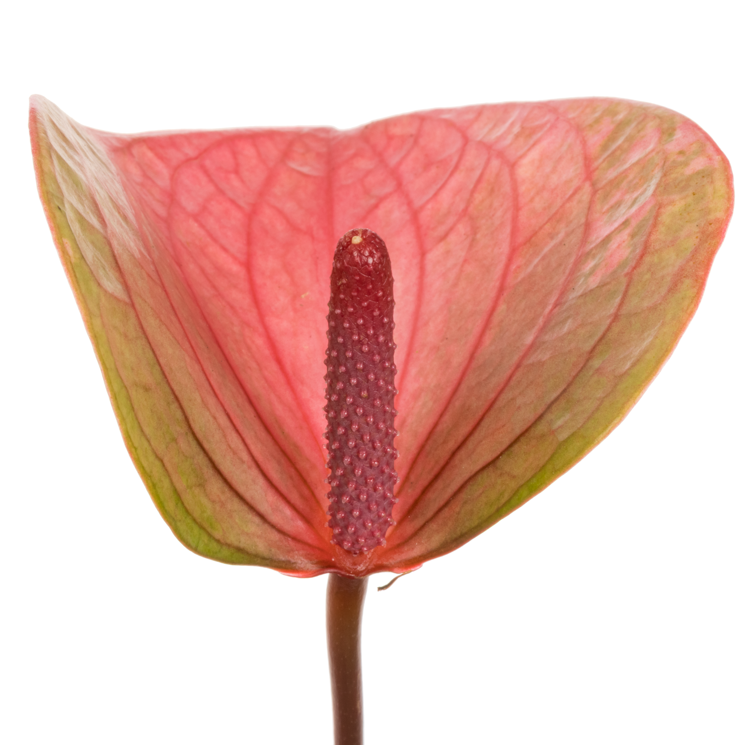 Anthurium rosa Summer Love Lovely Blüte 7cm