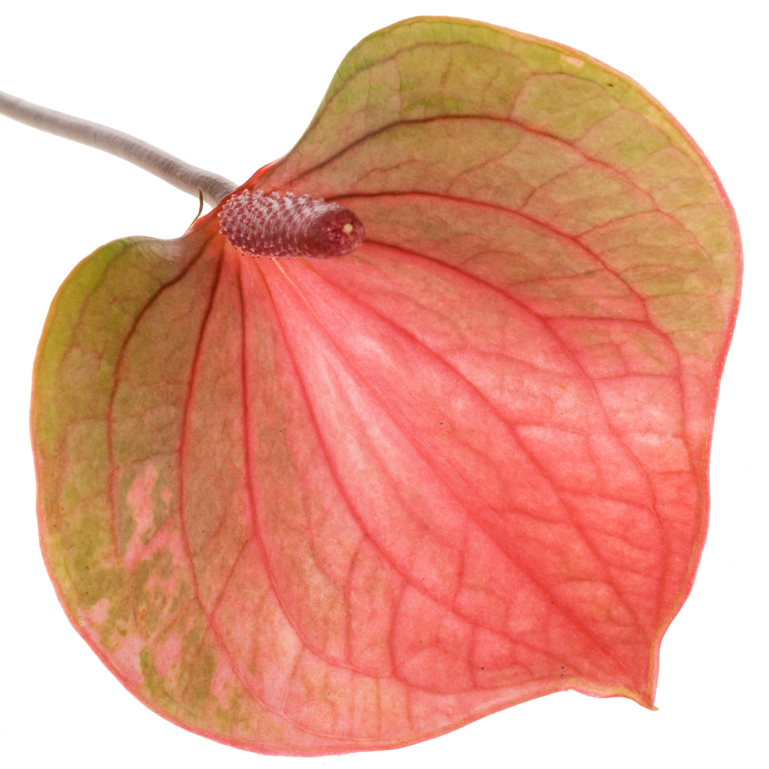 Anthurium rosa Summer Love Lovely Blüte 7cm