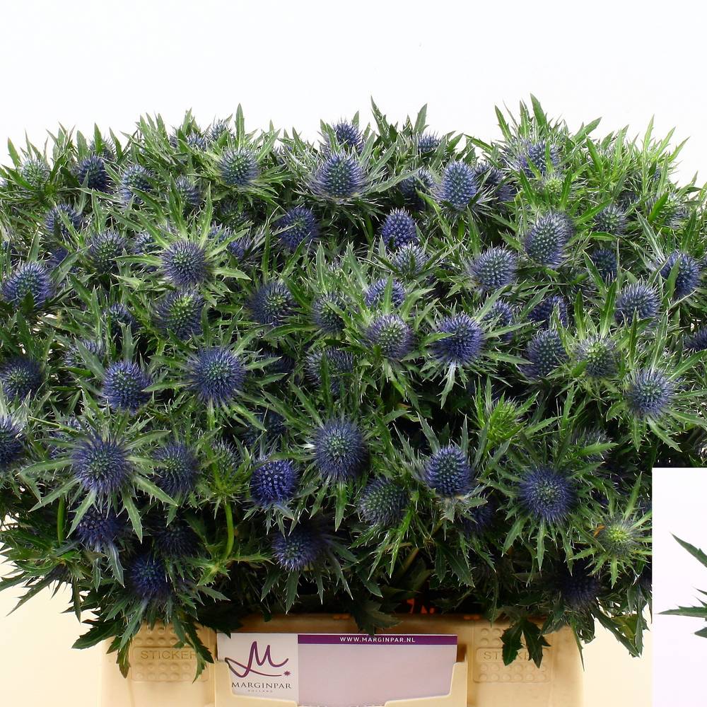 Distel blau Aquarius Questar 40cm x20