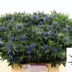 Distel blau Aquarius Questar 40cm x20