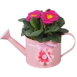 Garten.Arr PTBM3740 T12 H019