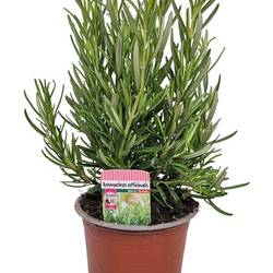 Rosmarinus Officinalis T10 H025