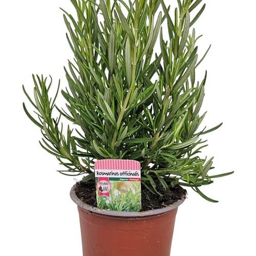 Rosmarinus Officinalis T10 H025
