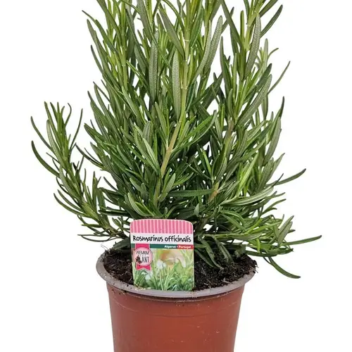 Rosmarinus Officinalis T10 H025