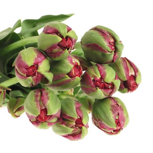 Franz.rot doppel Emblazon 58 Gramm 50cm