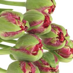 Franz.rot doppel Emblazon 58 Gramm 50cm