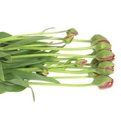 Franz.rot doppel Emblazon 58 Gramm 50cm