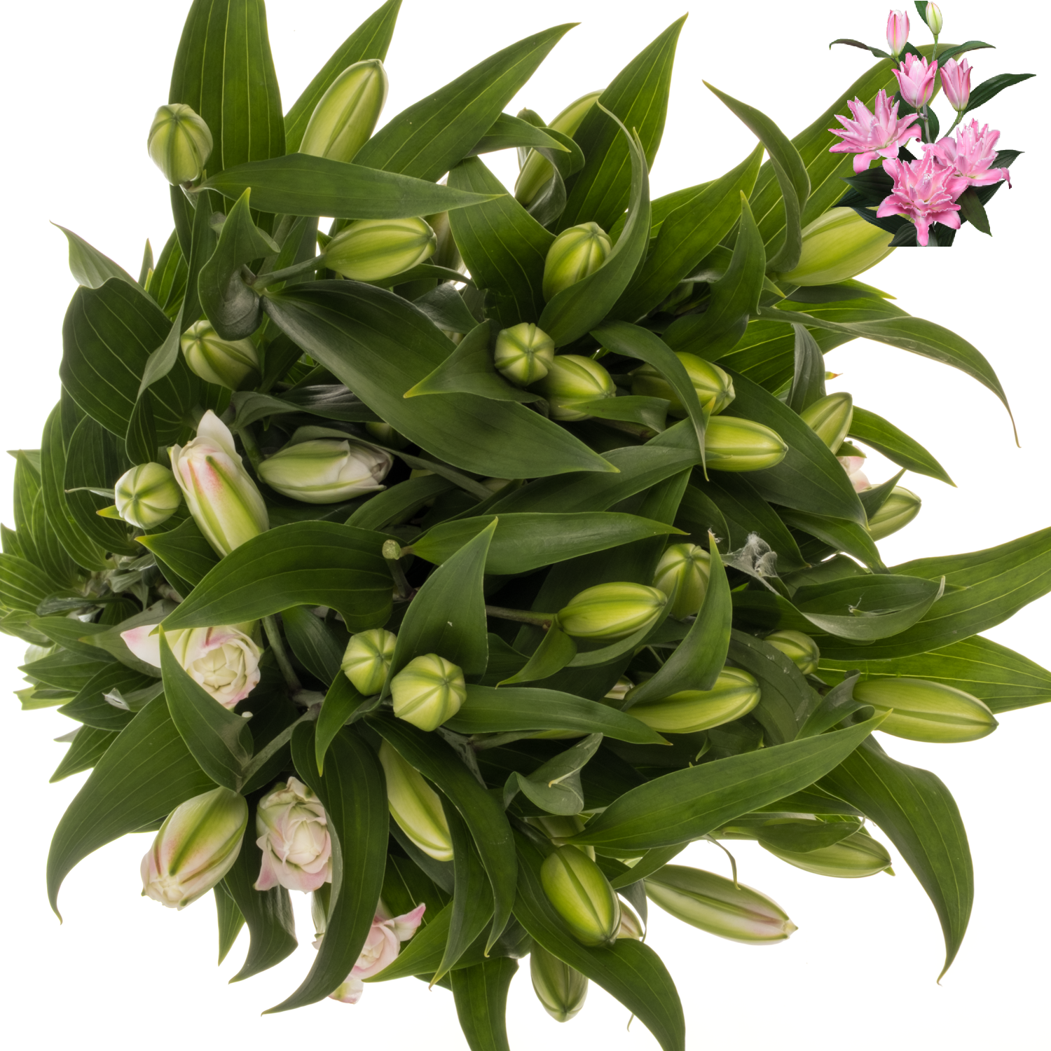 Lilie orien. dunkel rosa gefüllt Concorde 5+ Blü 95 cm