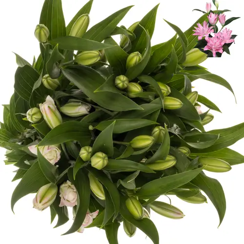 Lilie orien. dunkel rosa gefüllt Concorde 5+ Blü 95 cm