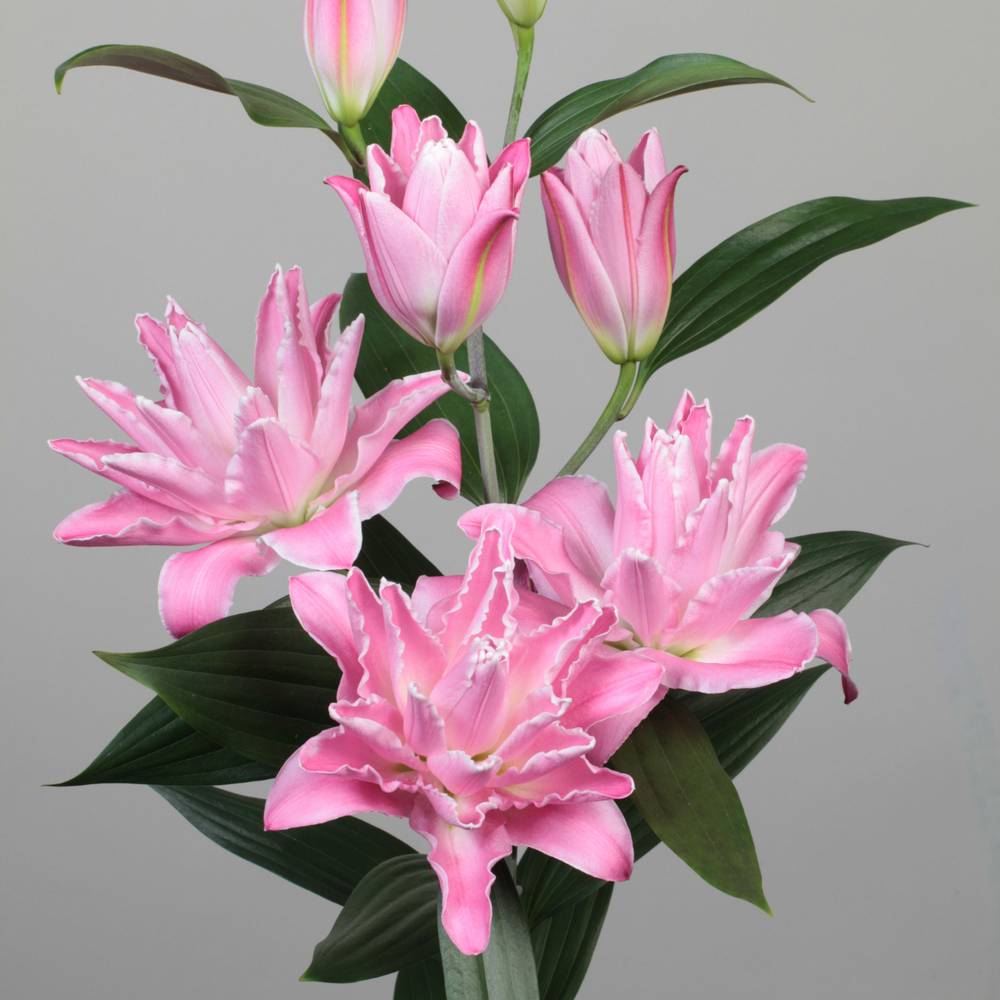 Lilie orien. dunkel rosa gefüllt Concorde 5+ Blü 95 cm