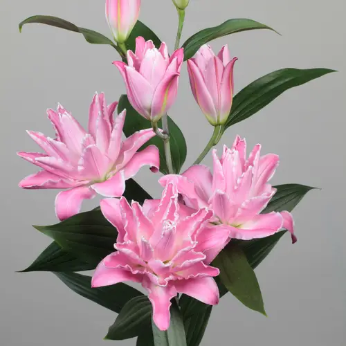 Lilie orien. dunkel rosa gefüllt Concorde 5+ Blü 95 cm