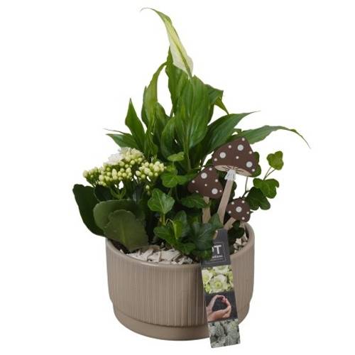 Spath.Arr PTHI5573 Herbst T16 H033