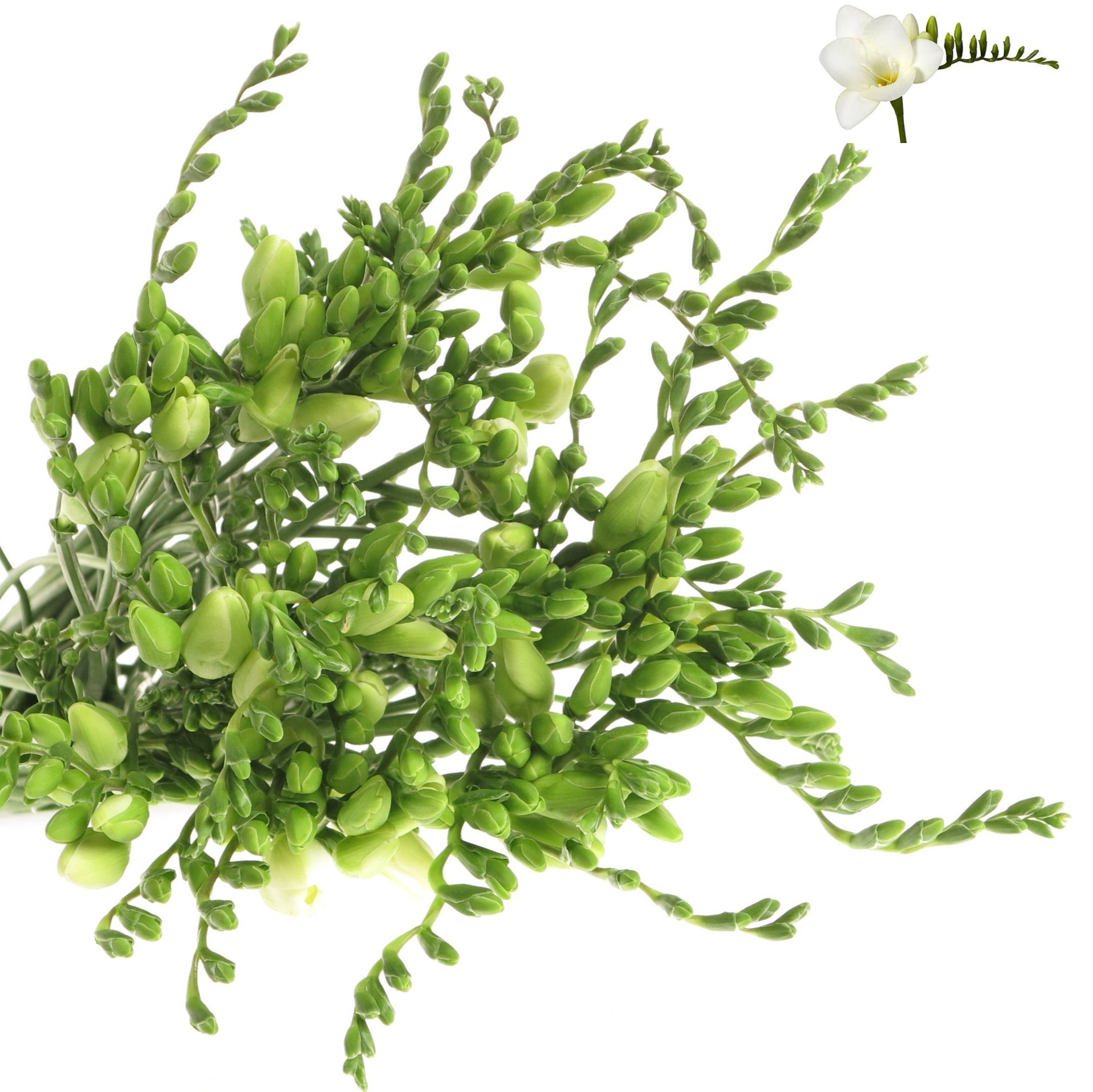 Freesie weiss Diamond River 28 Gramm