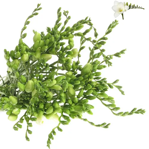 Freesie weiss Diamond River 28 Gramm