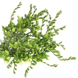 Freesie weiss Diamond River 28 Gramm