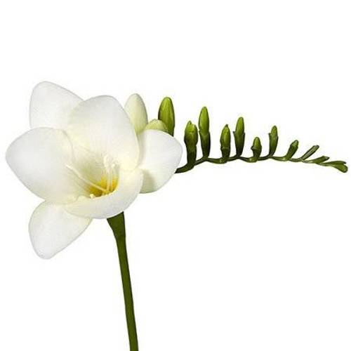 Freesie weiss Diamond River 28 Gramm