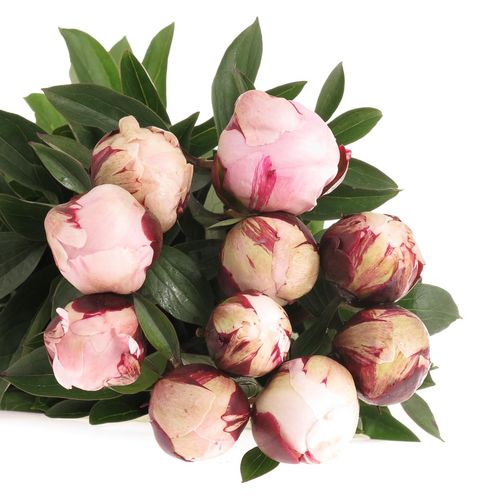 Pfingstrose rosa Reine   60cm