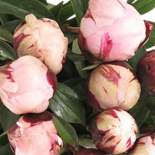 Pfingstrose rosa Reine   60cm