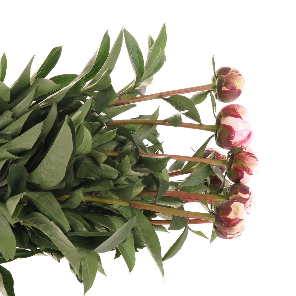 Pfingstrose rosa Reine   60cm