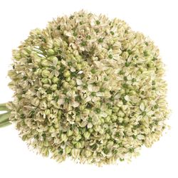 Allium creme/weiss Nigrum 80cm