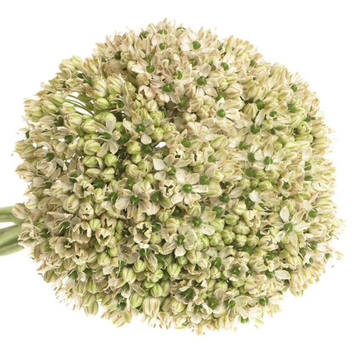 Allium creme/weiss Nigrum 80cm