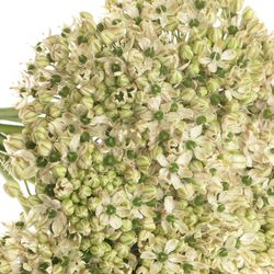 Allium creme/weiss Nigrum 80cm