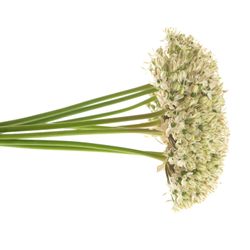 Allium creme/weiss Nigrum 80cm