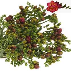 Freesie rot Bell 28 Gramm