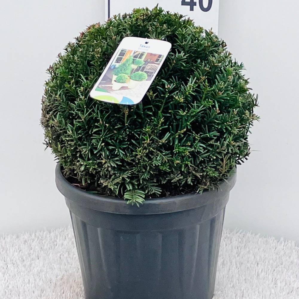 Taxus Baccata Kugel 30-35cm T26 H050
