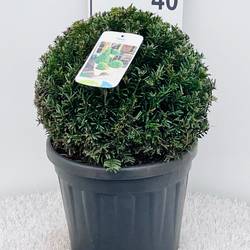 Taxus Baccata Kugel 30-35cm T26 H050