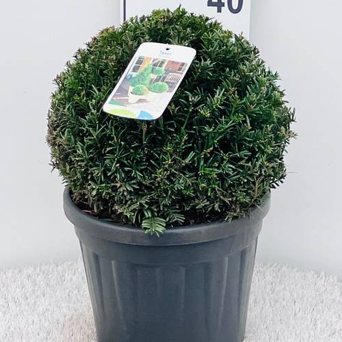 Taxus Baccata Kugel 30-35cm T26 H050