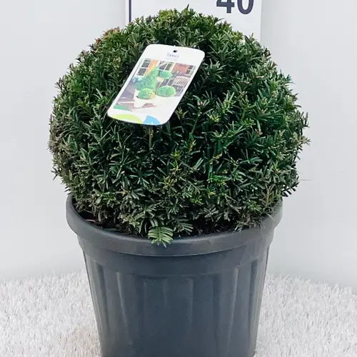 Taxus Baccata Kugel 30-35cm T26 H050