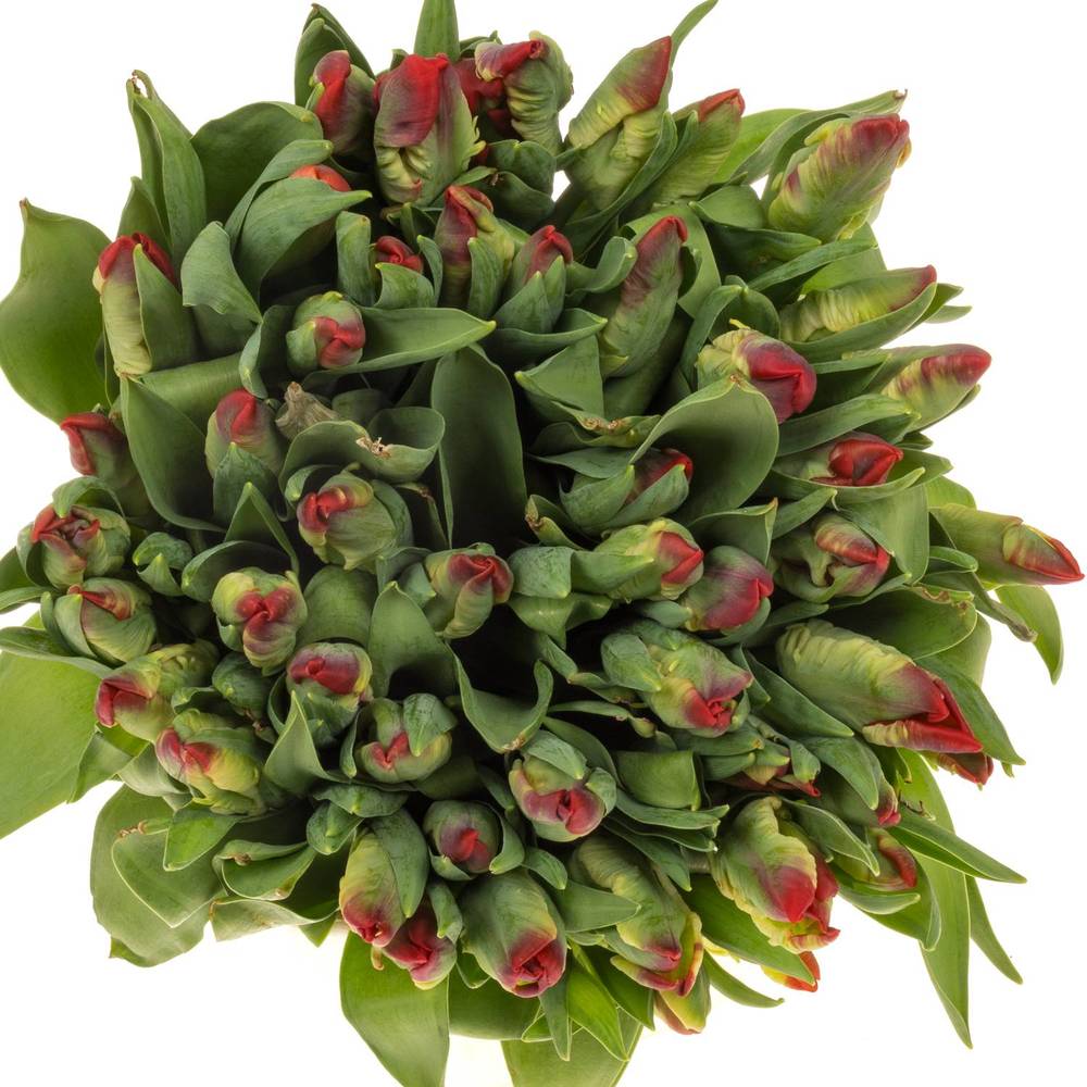 Tulpe rot Seadov Parrot 38 Gramm