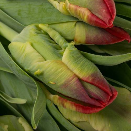 Tulpe rot Seadov Parrot 38 Gramm