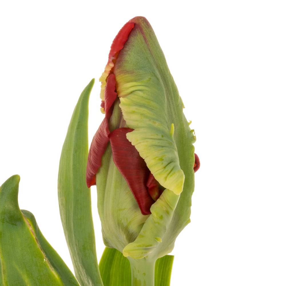 Tulpe rot Seadov Parrot 38 Gramm