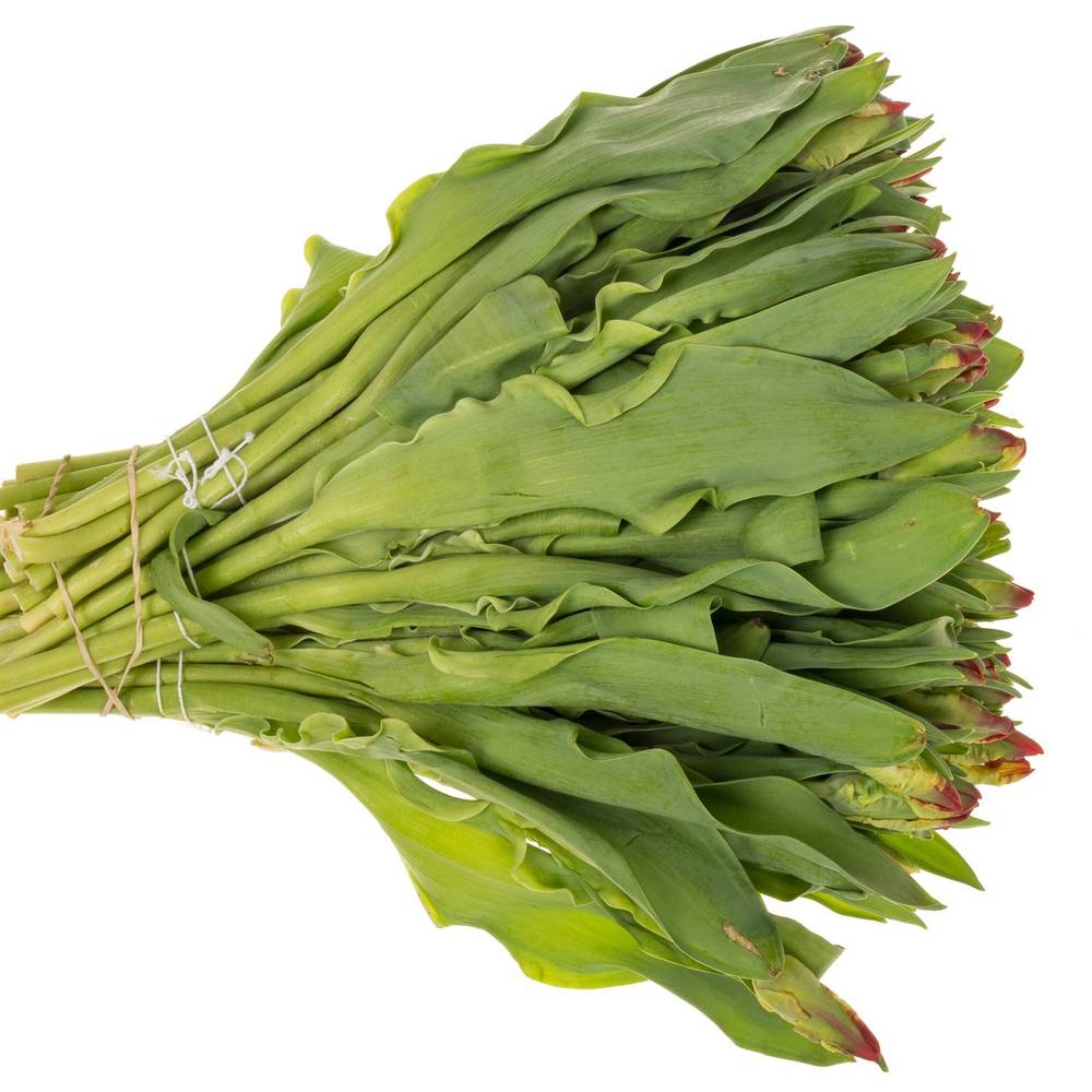 Tulpe rot Seadov Parrot 38 Gramm