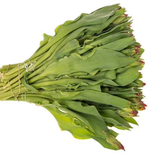 Tulpe rot Seadov Parrot 38 Gramm