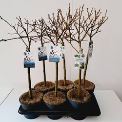 Salix mix T17 H090