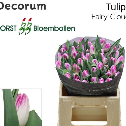 Tulpe rosa/weiss Fairy cloud 38 Gramm