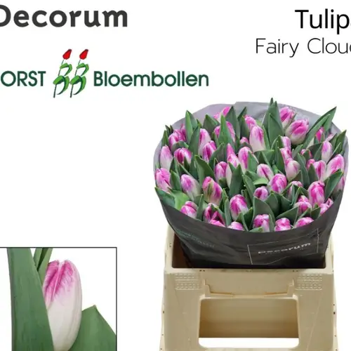 Tulpe rosa/weiss Fairy cloud 38 Gramm