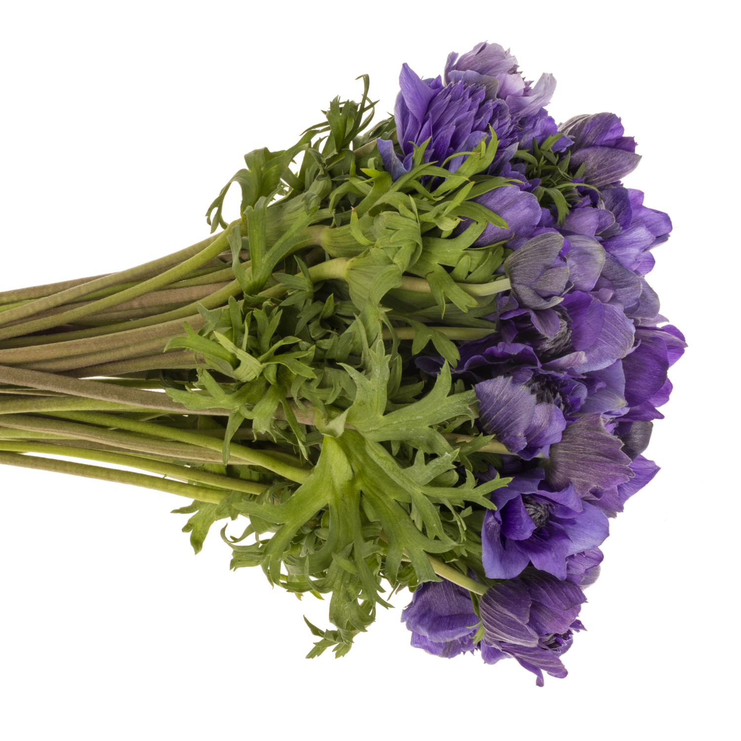 Anemone violett Fullstar Deep Blue Israel 40cm x 50