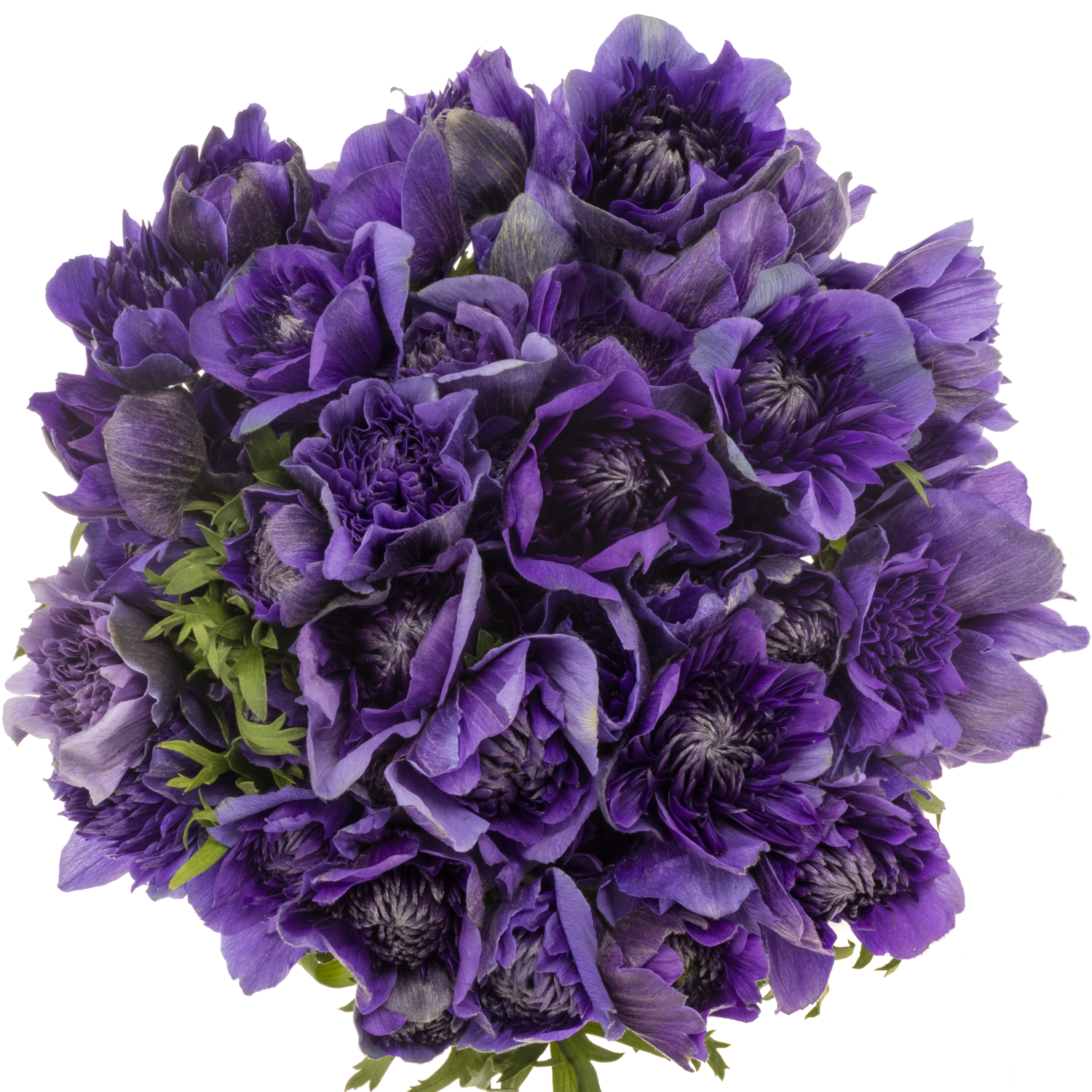 Anemone violett Fullstar Deep Blue Israel 40cm x 50