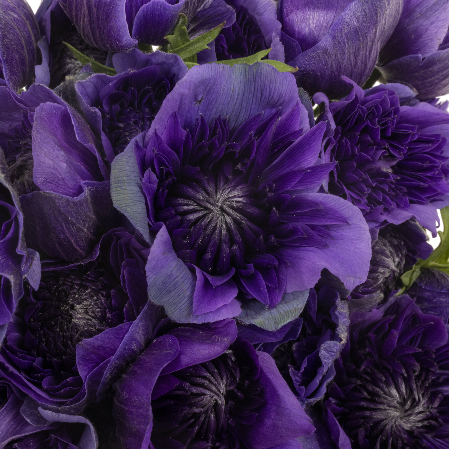 Anemone violett Fullstar Deep Blue Israel 40cm x 50