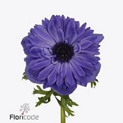 Anemone violett Fullstar Deep Blue Israel 35cm x 50