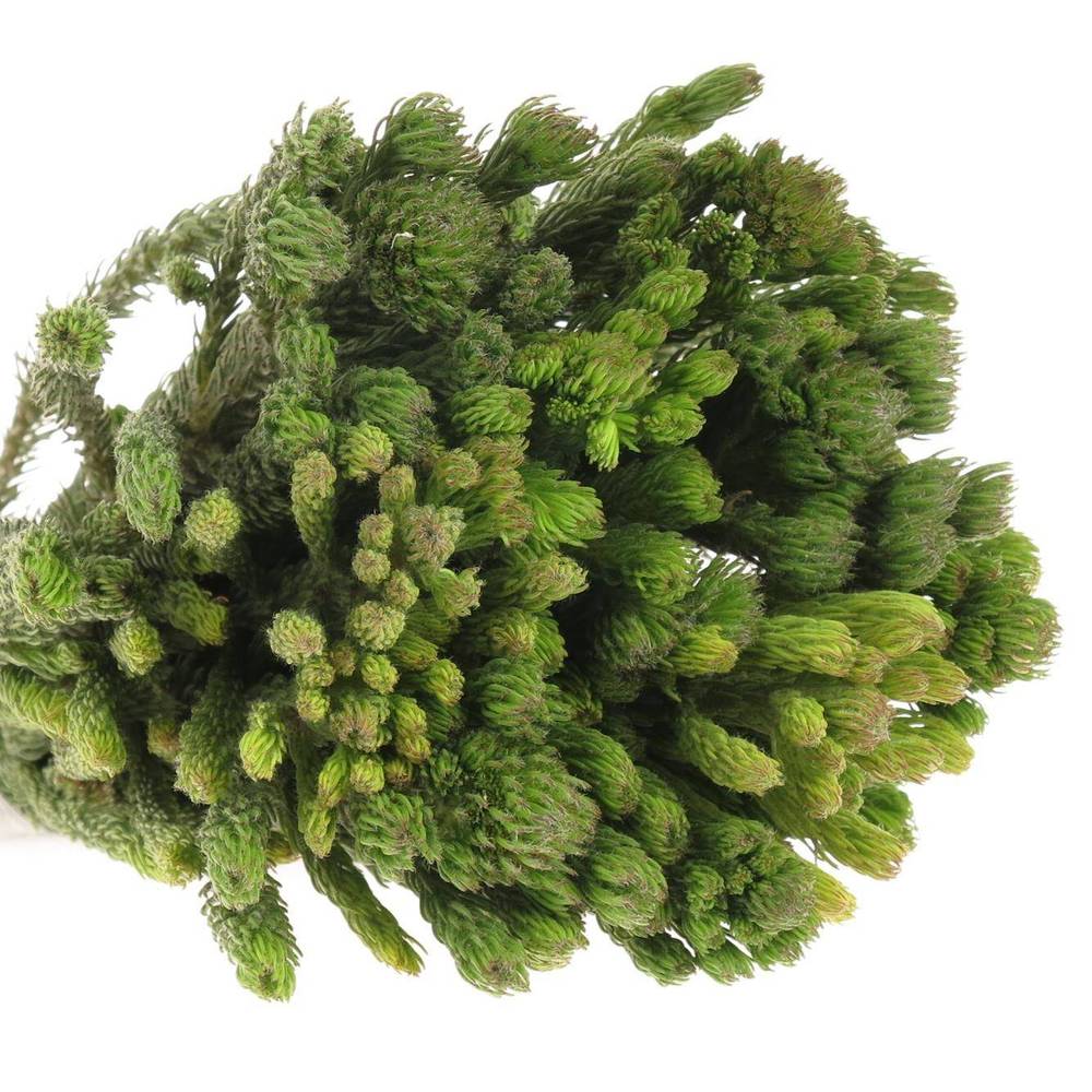 Brunia Albigreen grün 45cm