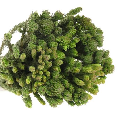 Brunia Albigreen grün 45cm
