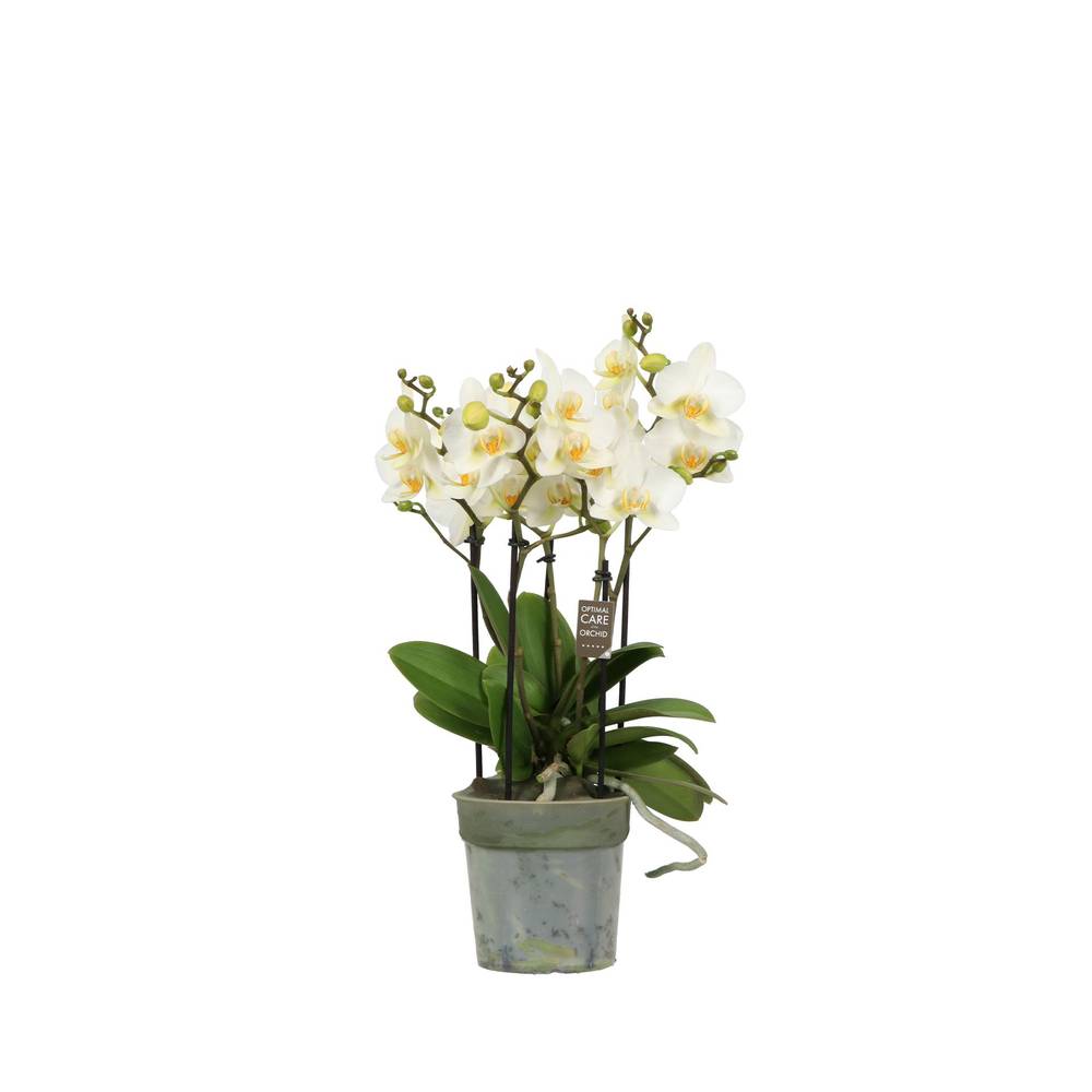 Phal.3-5R weiss Multiflora T12 H045
